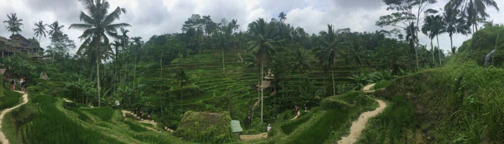 Fotografie mit dem Smartphone – Panorama über die Reisefelder Balis