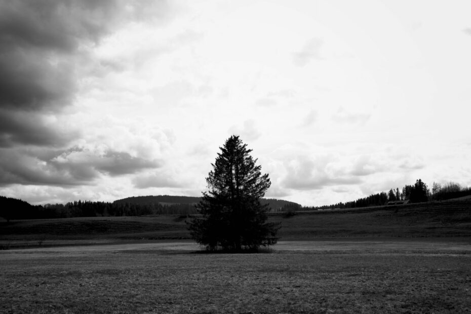 allgaeuer moorwelten einsamer baum - Black&White 23#7 - Die faszinierende Schönheit der Moorlandschaften im Allgäu - Streetfotografie | Landschaftsfotografie | Reisefotografie
