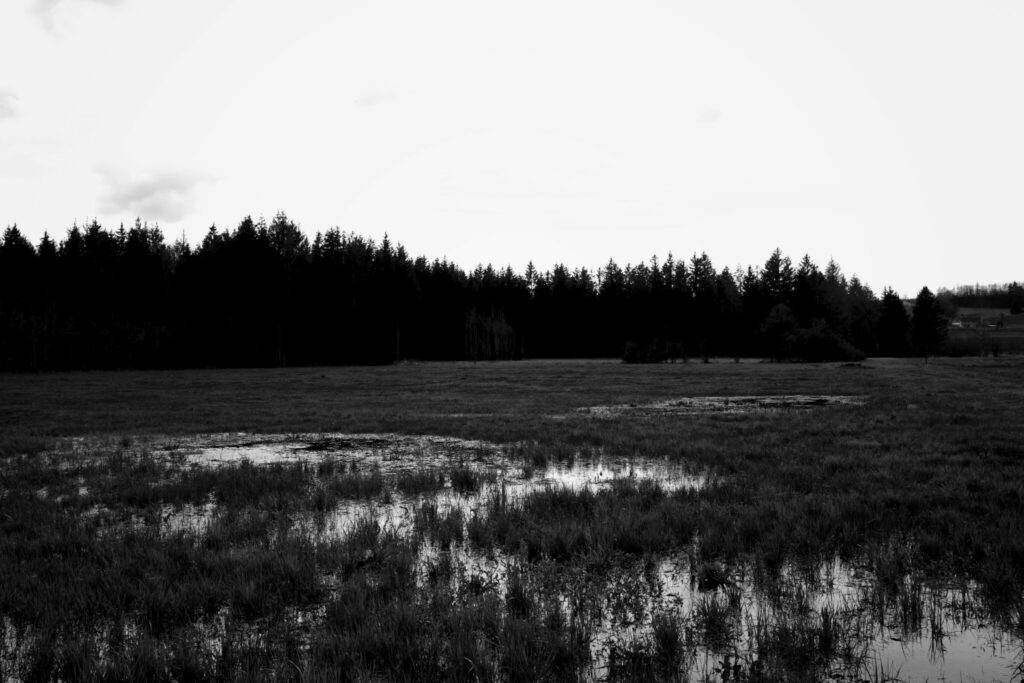 allgaeuer moorwelten wasser auf dem feld - Black&White 23#7 - Die faszinierende Schönheit der Moorlandschaften im Allgäu - blitzeria.eu - Street | Landscape | Travel | Fotografie