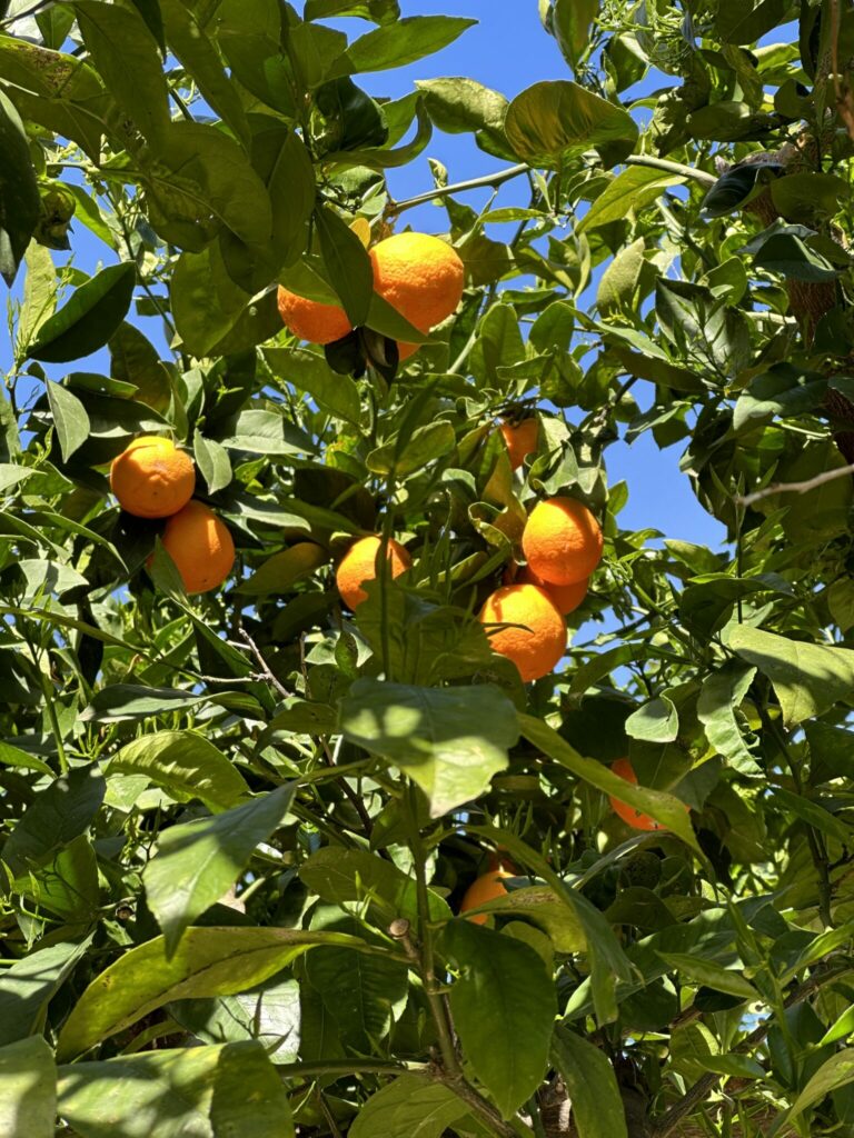 palermo botanischer garten orangen 1 - Der Botanische Garten von Palermo - Streetfotografie | Landschaftsfotografie | Reisefotografie