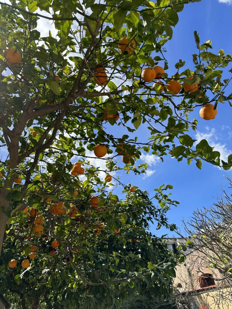 palermo botanischer garten orangen 2 - Palermo – Ruhe und Entspannung im Botanischen Garten - blitzeria.eu - Street | Landscape | Travel | Fotografie