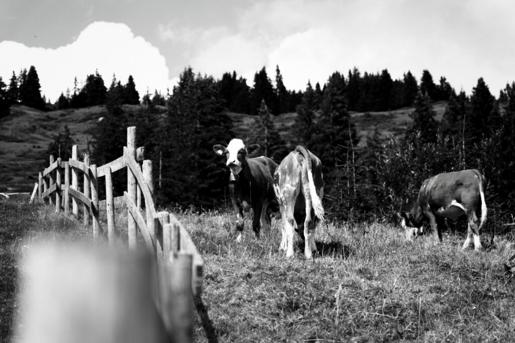 Schwarz-weiß-Fotografie einer Kuhherde in den Bergen.