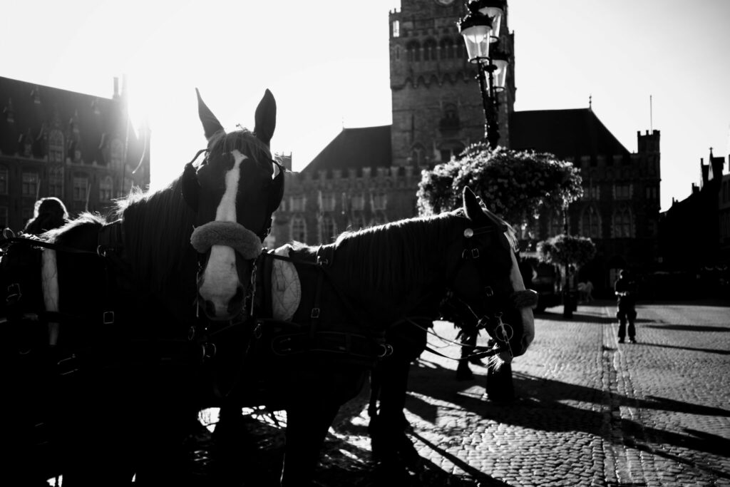Brügge - Streetfotografie in Brügge - Pferde am Großen Markt