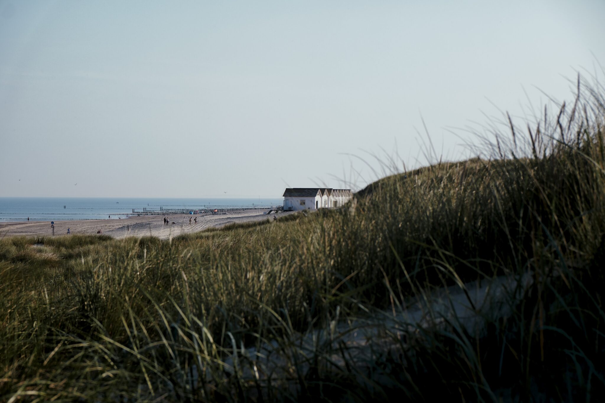 Nordseeküste - Landschaftsfotografie am Strand - Nordseegräser