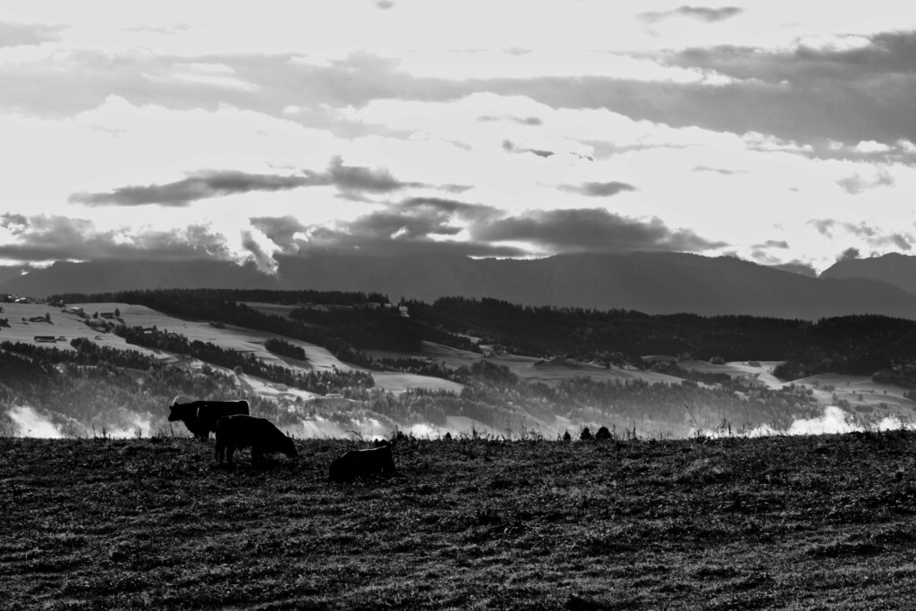 Kühe auf einer Weide im Allgäu. Schwarz-Weiß Foto einer Kuhherde an der Klippe.
