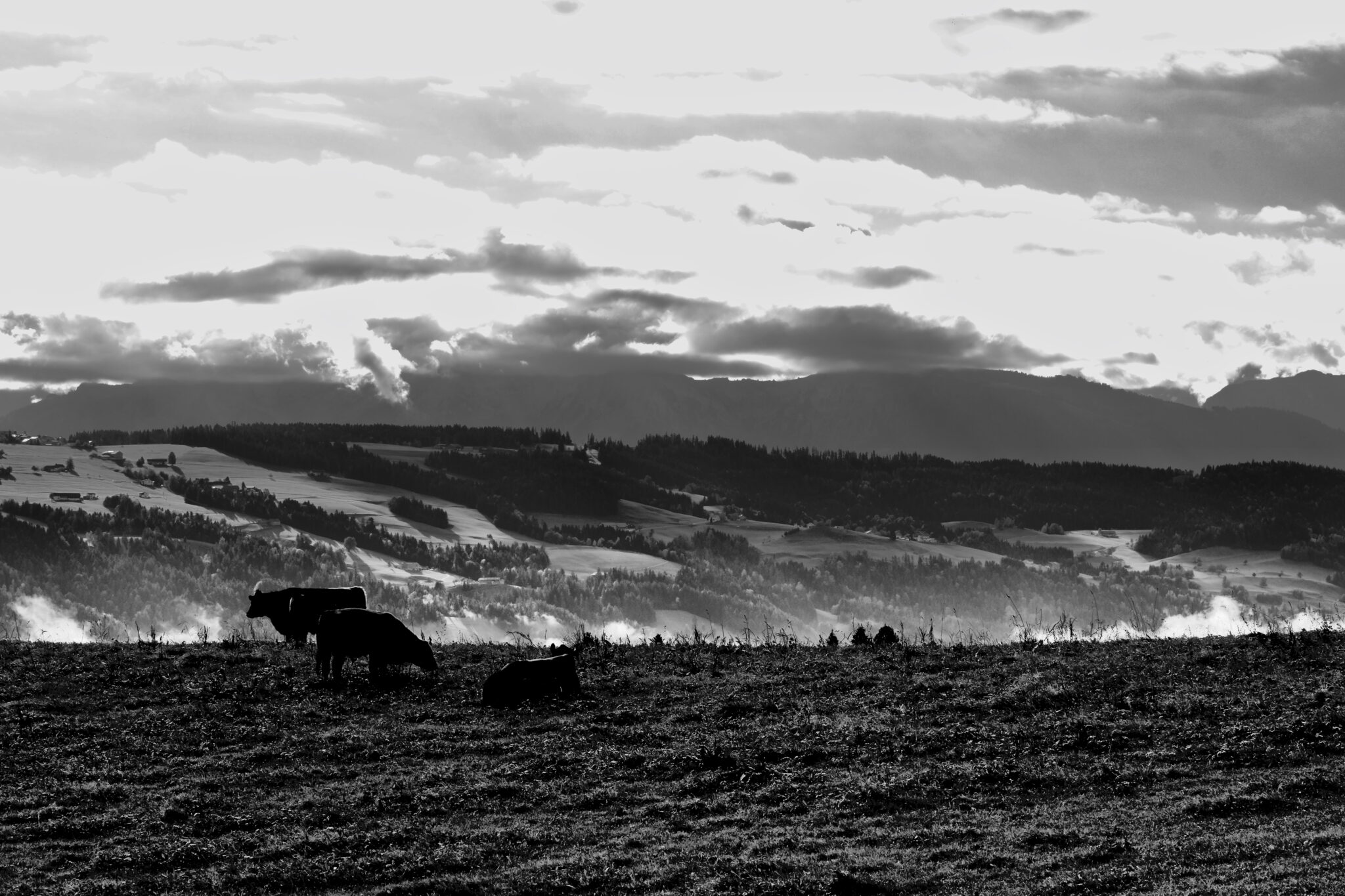 Allgäu - Kühe fotografieren in Schwarz-Weiß