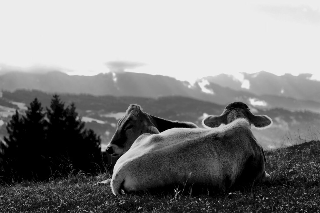Schwarz-Weiß Fotografie von Kühen