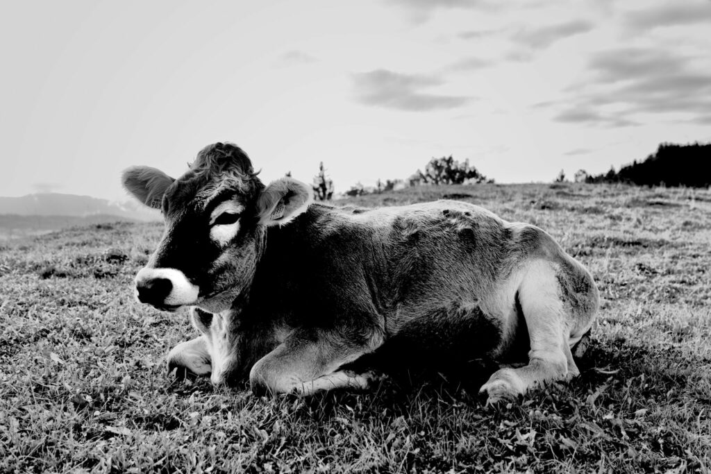 Schwarz-Weiß Portrait einer Kuh im Allgäu