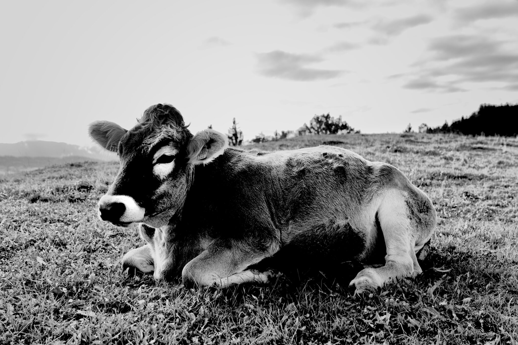 Allgäu - Kuh Fotografie - Schwarz-Weiß