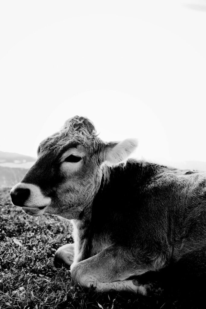 Schwarz-Weiß Portrait einer Kuh im Allgäu