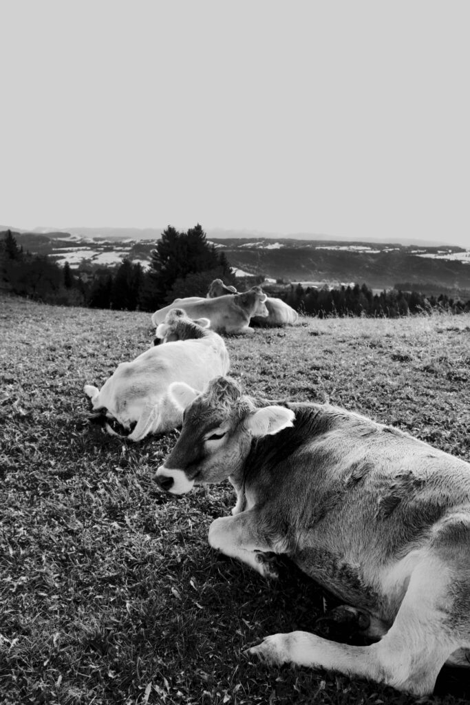 Schwarz-Weiß Fotografie von Kühen
