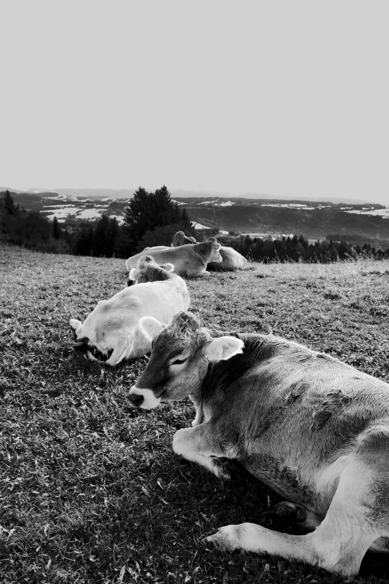 Allgäu - Kuhherde fotografieren - Schwarz-Weiß