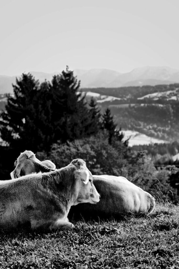 Allgäu - Kuhherde fotografieren - Schwarz-Weiß