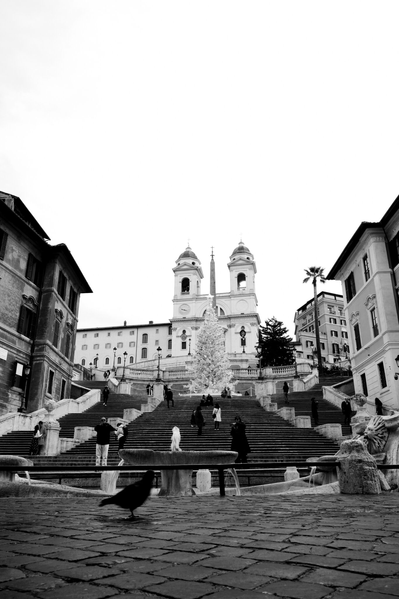 Rom - Spanische Treppe - Monochrom - Taube