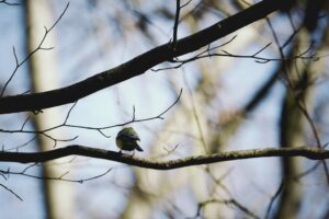 Erstkontakt: Wildvögel mit dem Fujifilm XF 70-300 mm